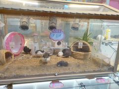 -宝鸡东道花鸟鱼虫市场(吉利花园商场店)