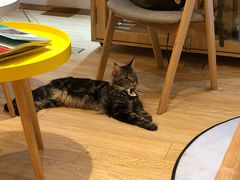 -Pets First伊珊娜洗护·精致美容·家庭式寄养(新会路店)