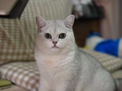 -瑞鹏宠物医院·骨科·猫科·内科(第一中心)