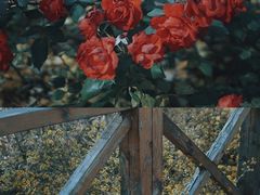 -野鸭湖国家湿地公园