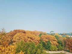 -武汉大学-樱园