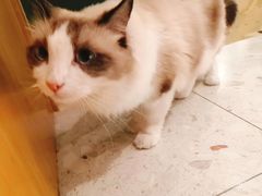 -飞行喵MR PILOT|猫舍·猫咖(静安大融城店)