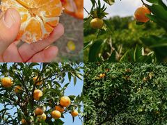 -上海滨江森林公园