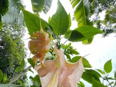 -中国科学院西双版纳热带植物园
