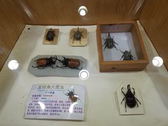 -上海大自然野生昆虫馆(东方明珠·爬宠昆虫探索中心)