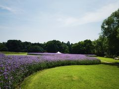 -上海滨江森林公园