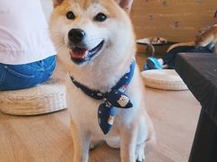 -南京Hallo宠物乐园·哈罗犬舍·柴犬繁育基地