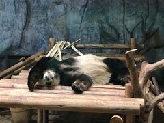 -深圳野生动物园