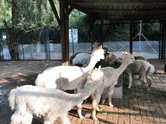 -长白岛森林公园