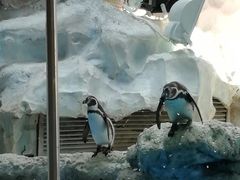 -帝企鹅自助餐厅•儿童岛•真企鹅(长隆企鹅酒店)