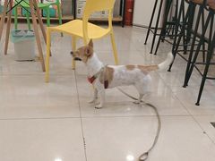 -佳雯宠物医院(四明中路分院)