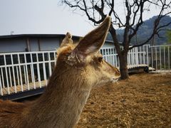 -丽泽山庄·生态怀柔菜·虹鳟鱼(红螺寺店)