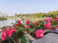 -上海鲜花港