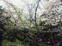 -武汉大学-樱园