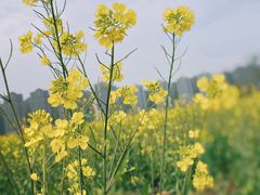 -洋湖国家湿地公园