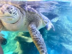 -烟台海昌鲸鲨海洋公园