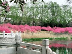 -大望京公园