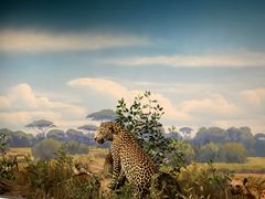 -陕西自然博物馆