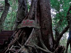 -海南霸王岭国家森林公园