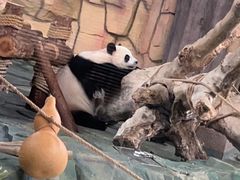 -泉州海丝野生动物世界