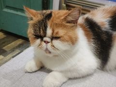 -猫岛主趣味餐厅(鼓浪屿店)