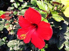 iphone_upload_pic-长木花园