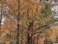 -白水寺森林公园