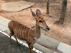 -清迈夜间动物园