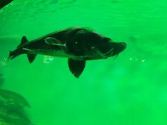 -太平洋海底世界