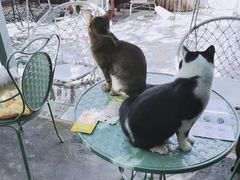 -喵屿·大理花园猫咖