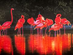 -罗红摄影艺术馆