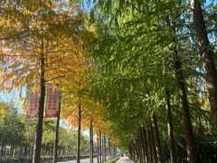 -上海长兴岛郊野公园