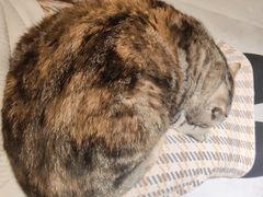 -猫儿山۰猫主题餐厅