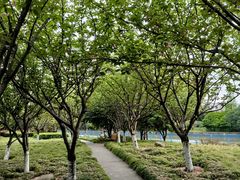-高东镇樱花园