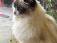 -豆逗聊愈猫阁Easy Life