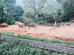 -广州长隆野生动物世界