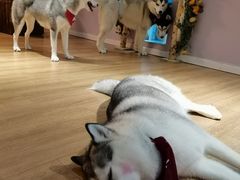 -Husky Go! 哈士奇体验馆·宠物咖啡厅狗咖