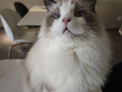 -飞行喵MR PILOT|猫舍·猫咖(静安大融城店)
