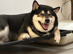 -柴迷FANS CLUB·柴犬狗咖·猫咖