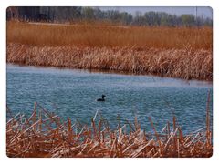 -野鸭湖国家湿地公园