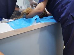 -瑞派·关忠动物医院(国瑞店)