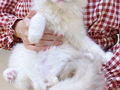 -lincat·猫舍(广州店)
