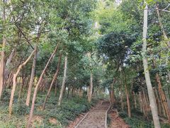 -上海佘山国家森林公园天马山园