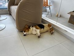 -怪兽屋·羊驼·猫咖·狗咖(俊华广场店)