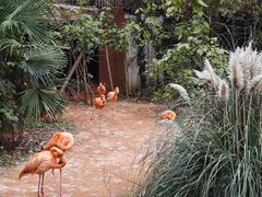 -ZOO COFFEE动物园咖啡(红山森林动物园店)