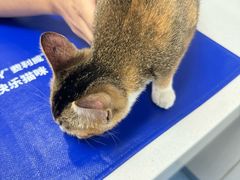 -博特宠物医院24h犬猫全科.骨科·异宠