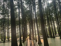 -渌洋湖湿地公园