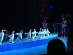 -珠海横琴长隆《卡卡虎奇遇记》