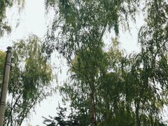 -云岗森林公园