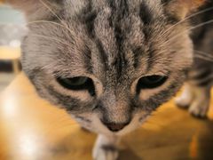 -平行世界·猫咖(首经贸店)